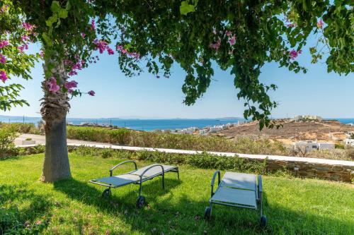 two benches in the grass under a tree at La Casa Tinos 22 in Agios Ioannis Tinos