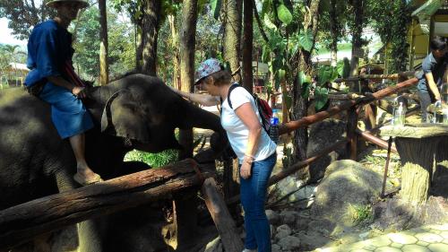 a woman petting an elephant at a zoo at Baan Songjum in Chiang Mai