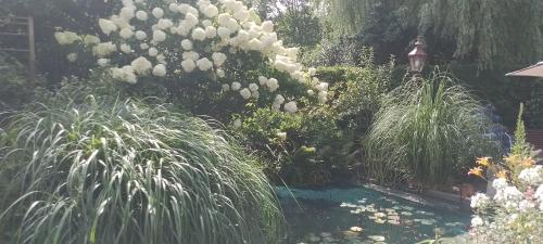 a garden with a pool of water and plants at Kop vd Hondsrug1 in Haren