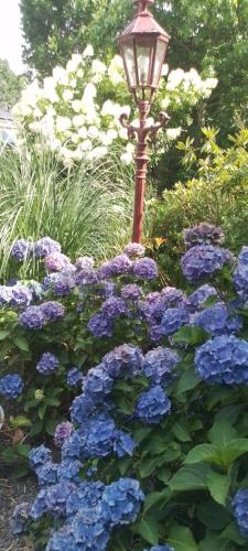 a street light in a garden with purple flowers at Kop vd Hondsrug1 in Haren