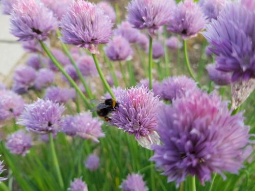 a bee is sitting on a bunch of purple flowers at Ferienwohnung Felsenblick in Albstadt