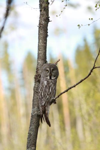 an owl is sitting on a tree branch at Lysviks guesthouse met ruime tuin en extra service in Lysvik