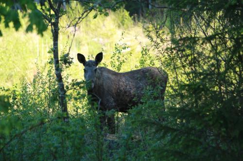 a cow standing in the middle of a field at Lysviks guesthouse met ruime tuin en extra service in Lysvik
