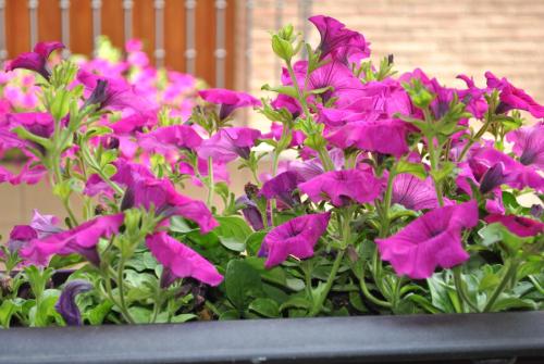 a bunch of purple flowers in a pot at Hostal la Catedral in Santo Domingo de la Calzada