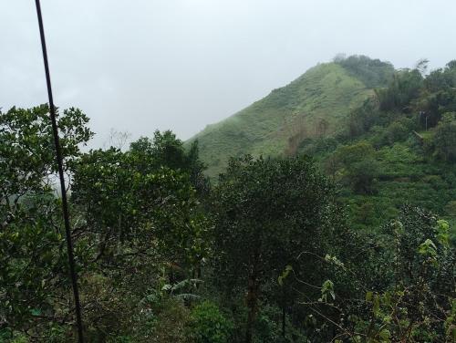 a lush green hillside with trees in the foreground at Roamwander doublerooms in Vagamon