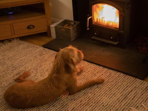 a brown dog laying on the floor in front of a fireplace at 3 Bed in Lockerbie 89406 in Lockerbie