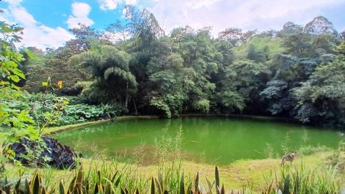 a green pond in the middle of a forest at Soñarte Reserva Natural in Córdoba
