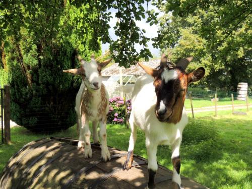 two goats standing next to each other in a yard at La Séliniére ! in Champ-du-Boult