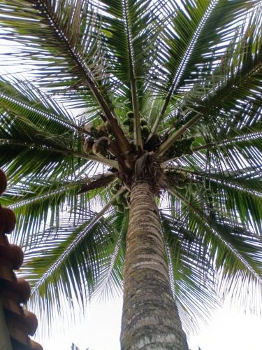 a palm tree looking up into the sky at Pousada Mon Desir in Penedo