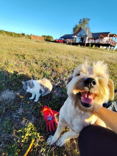 a dog sitting in the grass next to a cat at Hostal & Domos Bello Horizonte in Villarrica