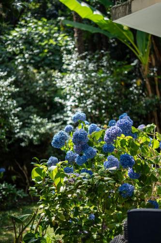 a bunch of blue flowers in a garden at Easy Stay by Hotel La Perla in Ascona