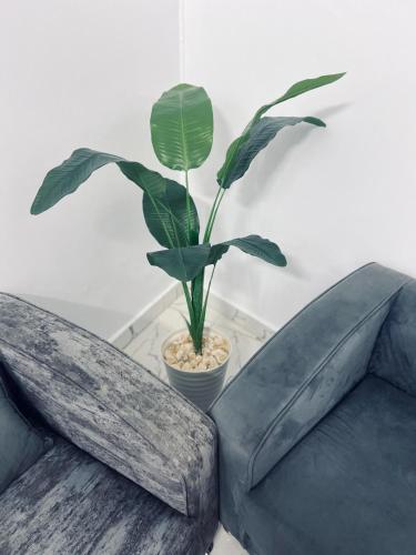 a plant in a pot sitting next to a couch at Neat & Modern Studio 2Mins Pyramids - Royal desert Inn in Cairo
