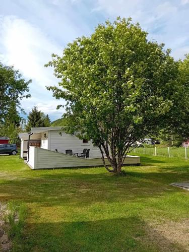 a tree in a yard next to a house at Nordnes Kro og Camping in Rokland