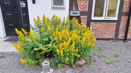 a bunch of yellow flowers in front of a house at Klockargården Örja byväg 17 in Landskrona