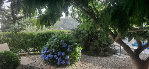 Κήπος έξω από το A CASA FRANCESA
