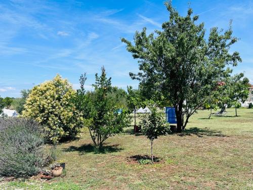 a group of three trees in a field at CAMPING LASTE in Smoković