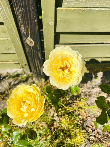 two yellow roses are growing next to a building at Sunrise Haven in Rødby