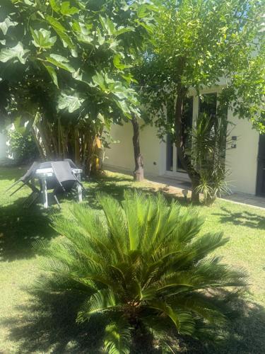 a garden with a bench and a palm tree at Percebes Exclusive B&B in Cutrofiano