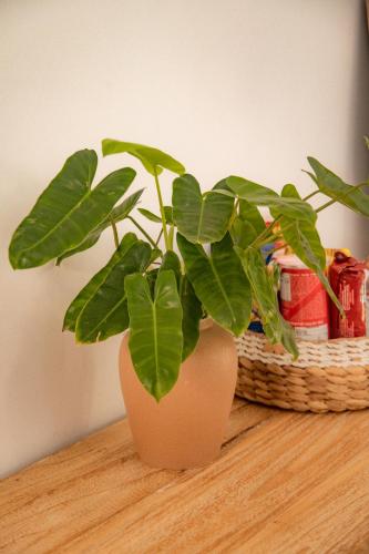 a plant in a vase sitting on a table at Villa Tahid in Gili Air