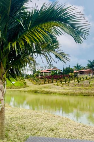 a palm tree next to a body of water at La Capilla EcoHotel in Moniquirá