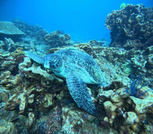 a green sea turtle laying on a coral reef at Balai Adlao in El Nido