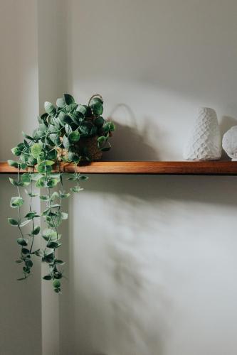a plant sitting on a wooden shelf on a wall at Pandanus Palms Holiday Resort in Point Lookout
