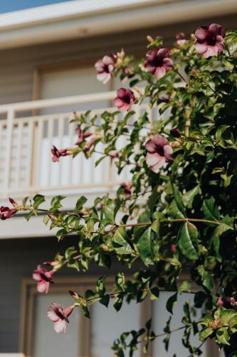 a plant with pink flowers in front of a house at Pandanus Palms Holiday Resort in Point Lookout