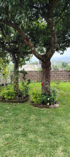 two trees in a grassy field next to a wall at Casa Palmer, con gran jardín in Totolapan