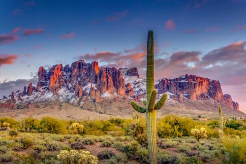 a cactus in the desert with a mountain in the background at Gorgeous Historic 3 BR Log Cabin w Forest Views 20 Minutes from Flagstaff Now with Wi-Fi in Parks