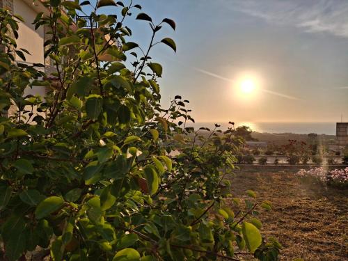 a view of the sun setting behind a bush at Roe Sea View in Kyparissia