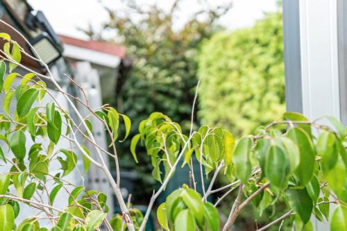 a plant with green leaves in front of a house at Gemütliche Ferienwohnung in Nittenau