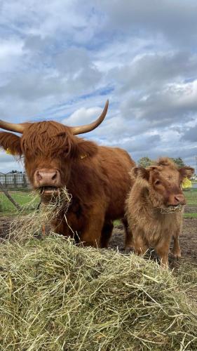 Kaszuby, agroturystyka z alpakami- pokój z łazienką