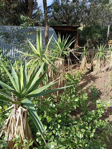 a group of plants in a garden with a fence at 11 Mountain Stream Hot Tub Self Catering in Gordonʼs Bay