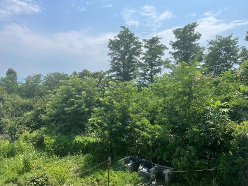 a group of trees in the middle of a field at OK Sakhli VIP in Shekvetili