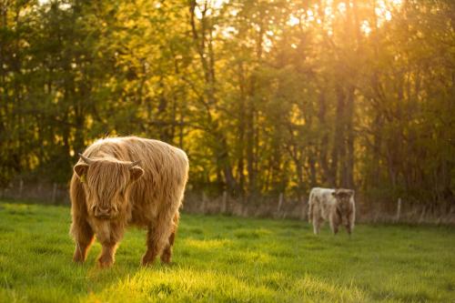 two cows standing in a field of grass at Crieff Hydro Self Catering in Crieff