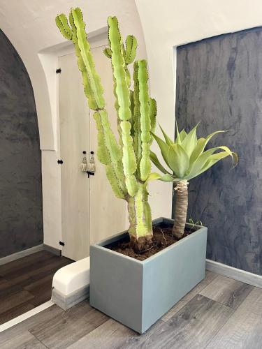 a cactus plant in a pot in a room at Calliope in Gallipoli