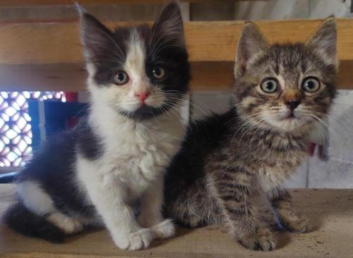 two kittens sitting next to each other on a bench at Sunflower House with Jacuzzy and Sauna in Vitanje
