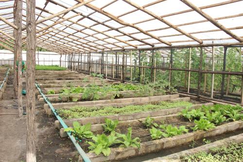 a greenhouse filled with lots of green plants at Africa Safari Selous Nyerere national park in Nyakisiku