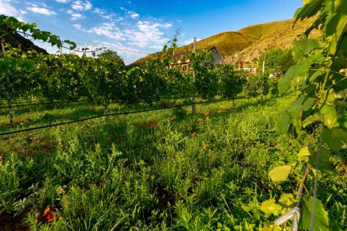 a garden with a field of grass and flowers at Valodia's Cottage in Vardzia
