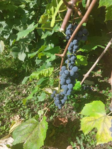a bunch of grapes hanging from a tree at Kirchenwirt in Kematen an der Krems in Kematen an der Krems