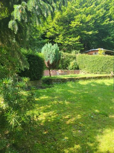 a garden with green grass and trees and bushes at Holzhäusl am Fuße des Liliensteins in Königstein an der Elbe