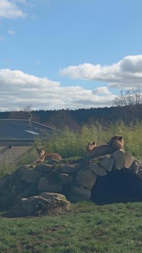 a couple of animals laying on top of a rock at Gite De La Fermette Aubepines in Rentières