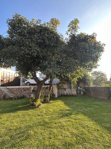 a tree in a yard next to a fence at Casa Palmer, con gran jardín in Totolapan