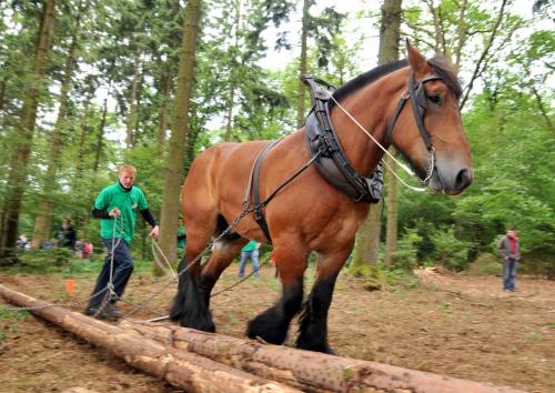 a man walking a horse on a log at La Babillarde in Auby-sur-Semois