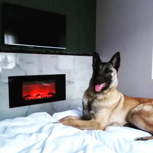 a dog laying on a bed in front of a fireplace at Konak Hilltop Lodge & Villa in Kruševo