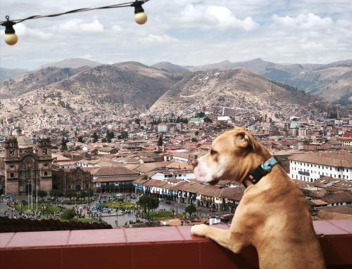 a dog sitting on a ledge looking at a city at Eco Home View - Guest House in Cusco