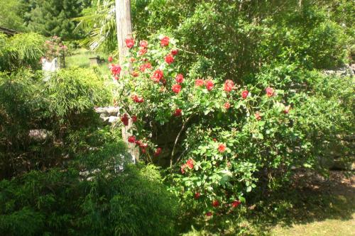 a bush with red roses in a garden at Casa Giulia in Maggia