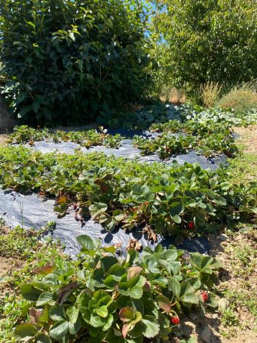 a garden with lots of plants in a field at Quinta do Azibo in Podence