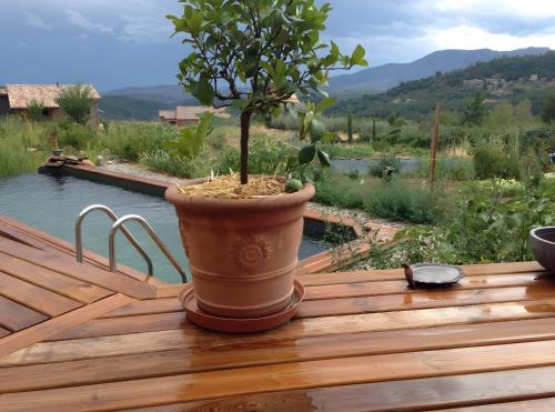 a potted tree sitting on top of a wooden deck at Eco Gîte in Payzac