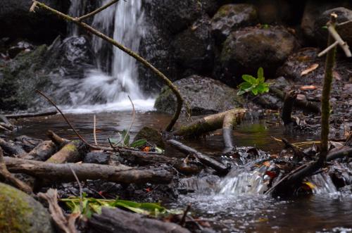 a waterfall in a forest with logs in the water at Casa Jonay in Hermigua